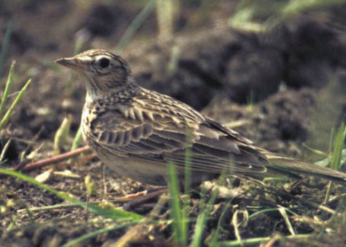 caccia alla allodola italia europa fauna migratoria