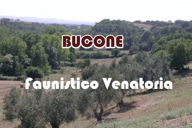 Bucone caccia nel lazio migratoria tordi beccaccia colombaccio
