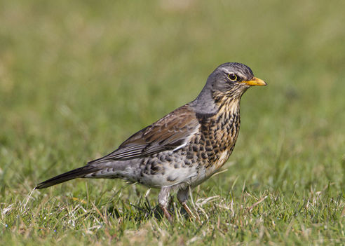 caccia alla cesena italia europa fauna migratoria