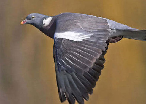 caccia al colombaccio italia europa fauna migratoria