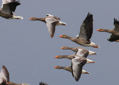 caccia alle oche italia europa fauna migratoria