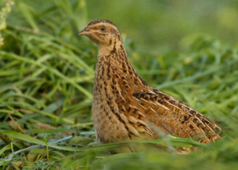 caccia alla quaglia italia europa fauna migratoria