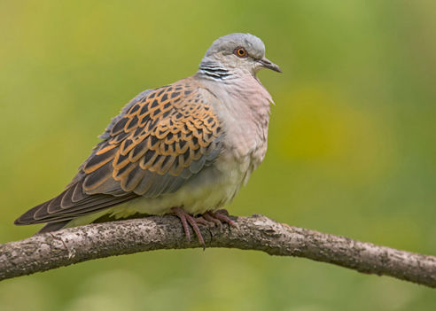 caccia alla tortora italia europa fauna migratoria